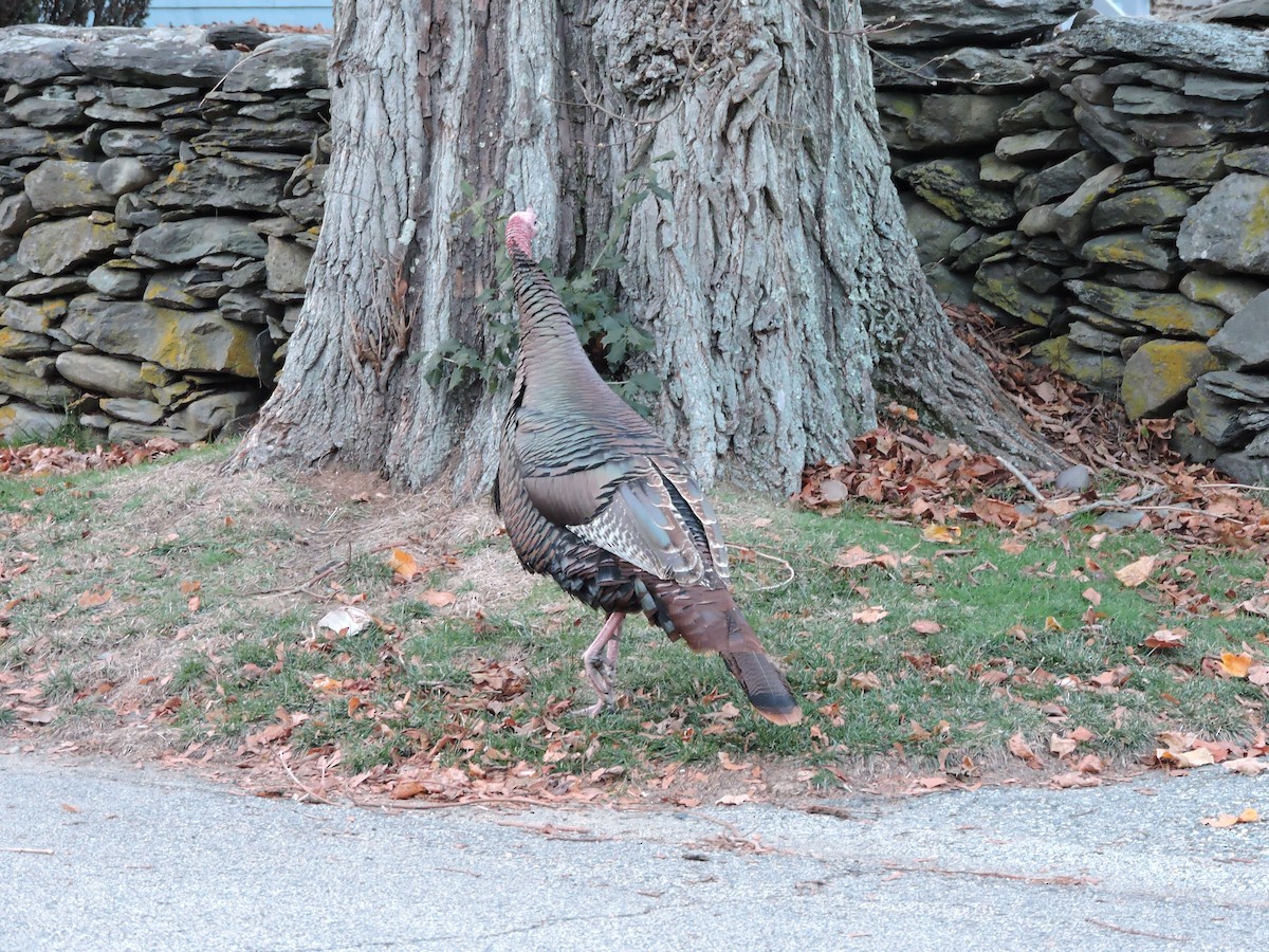 火雞 - ML646444216