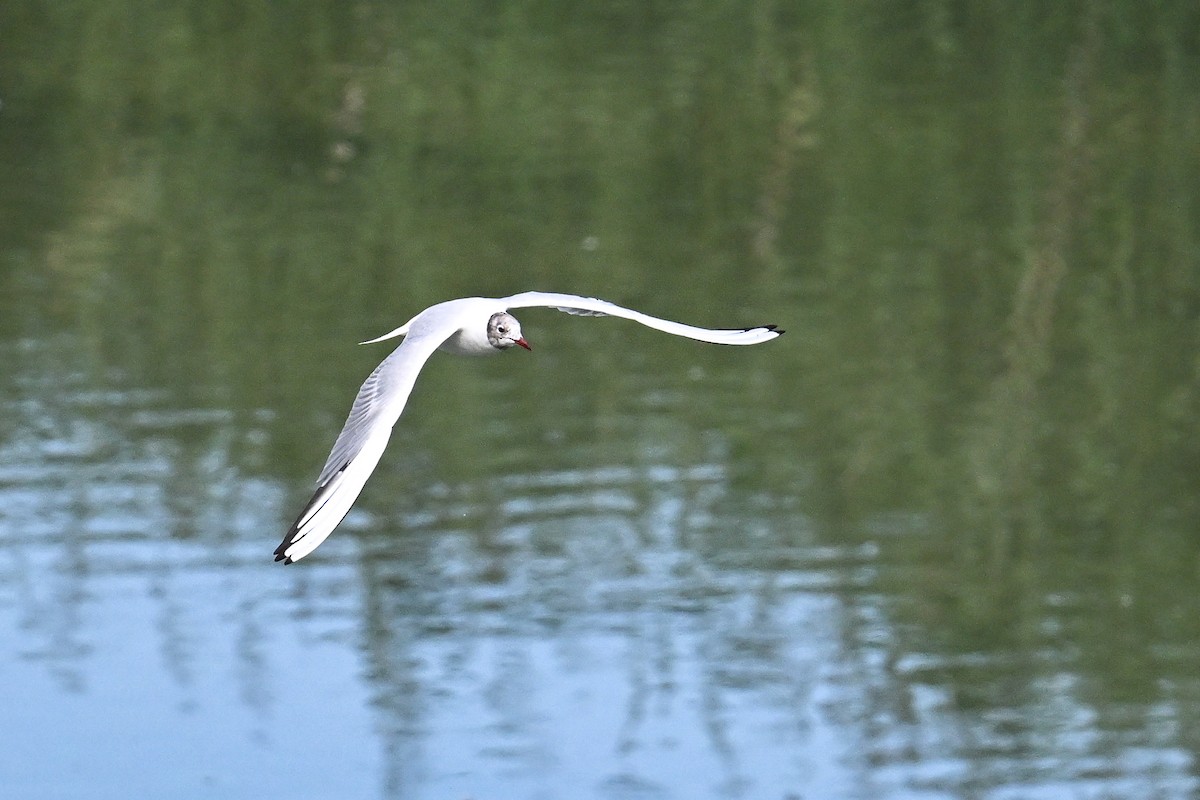 紅嘴鷗 - ML646444217