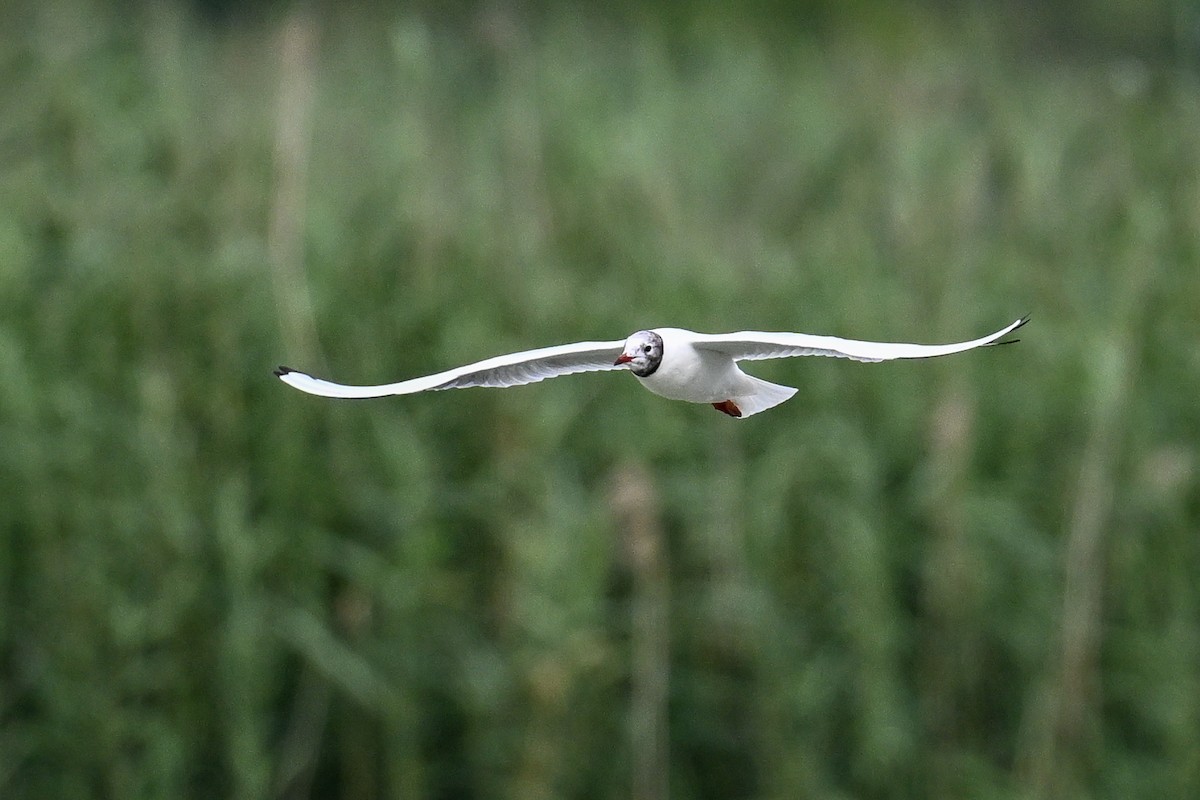 紅嘴鷗 - ML646444218