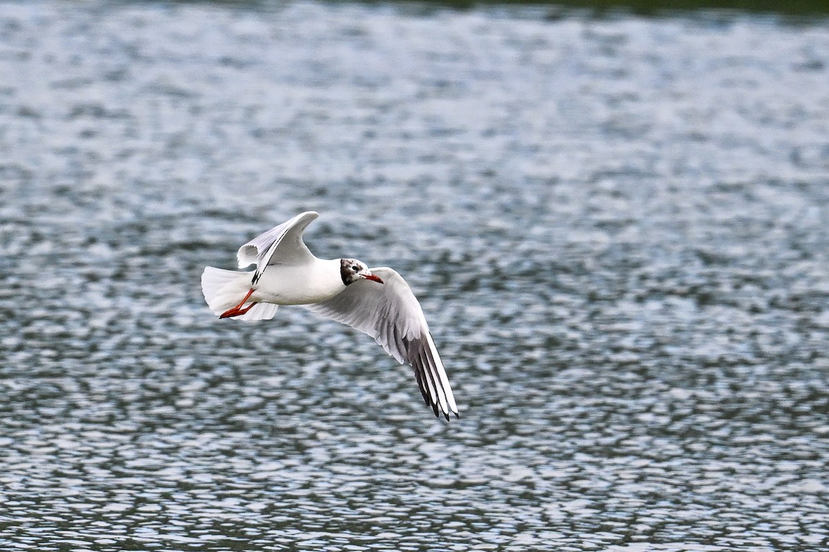 Black-headed Gull - ML646444219
