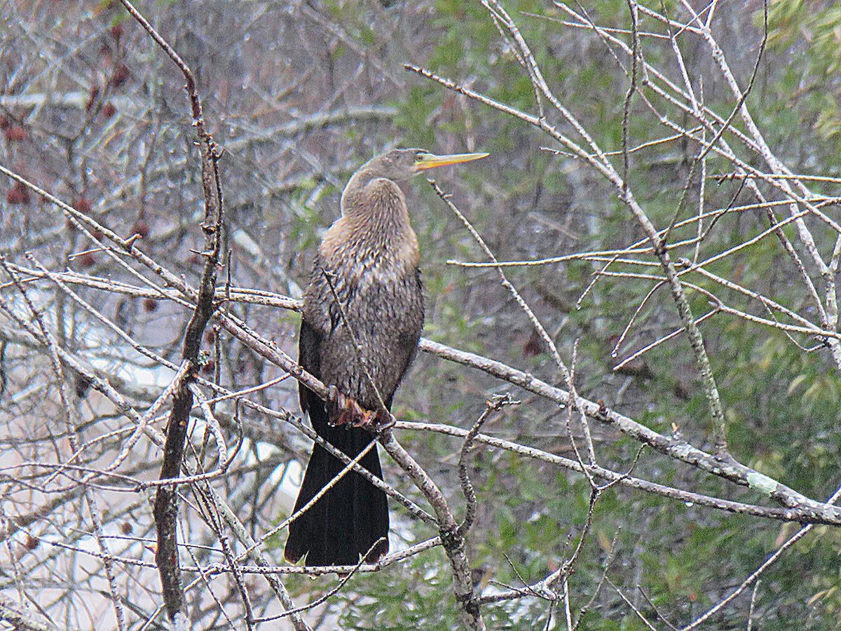 Anhinga - ML646444220