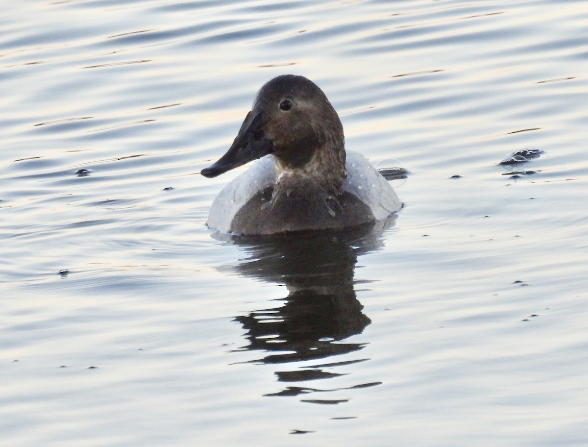 Canvasback - ML646444221