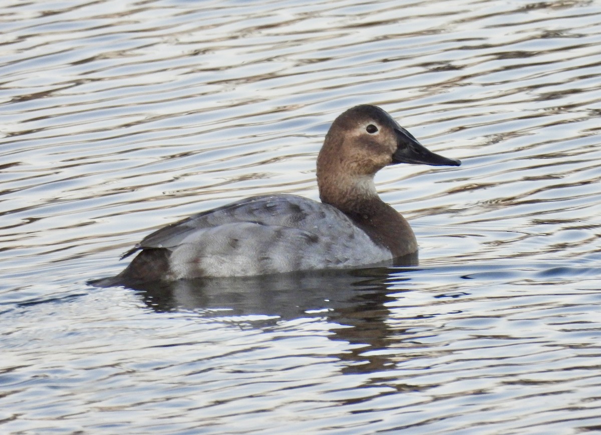 Canvasback - ML646444222