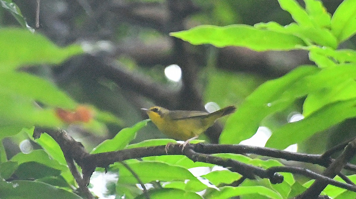 Цитринка жовтогорла - ML646444229