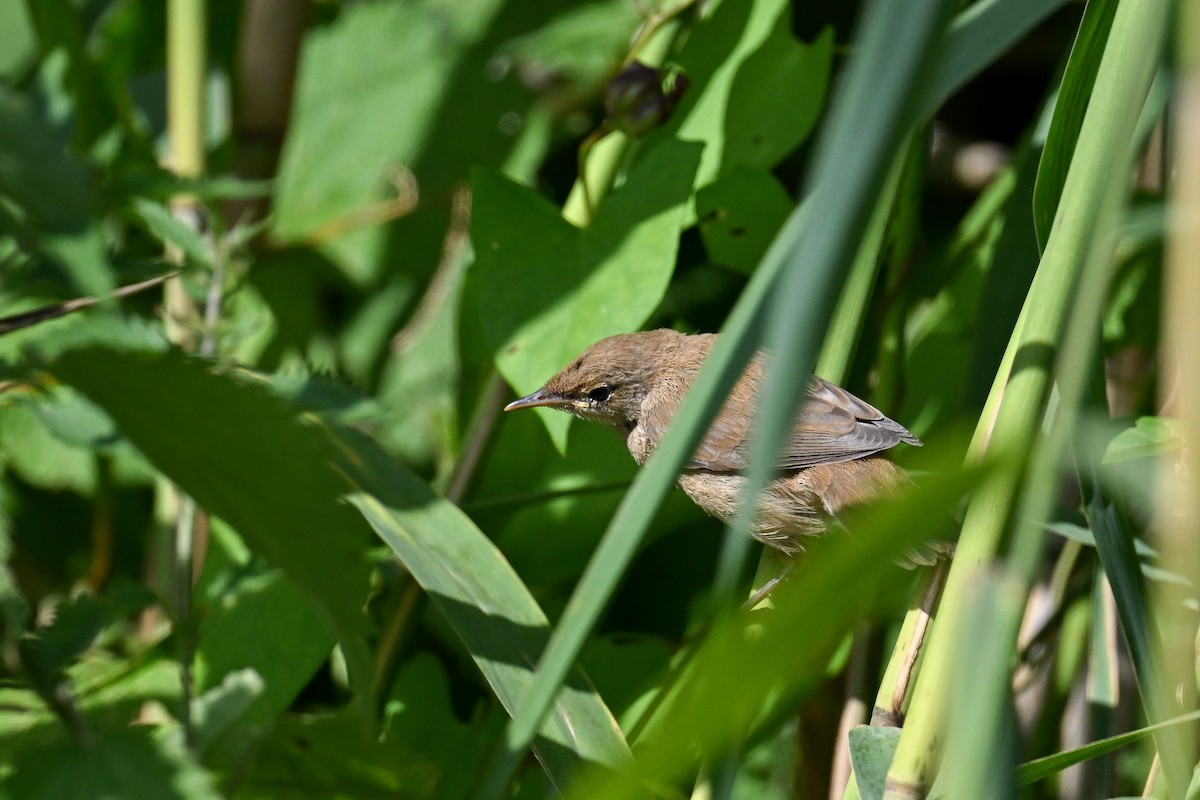 Common Reed Warbler - ML646444230