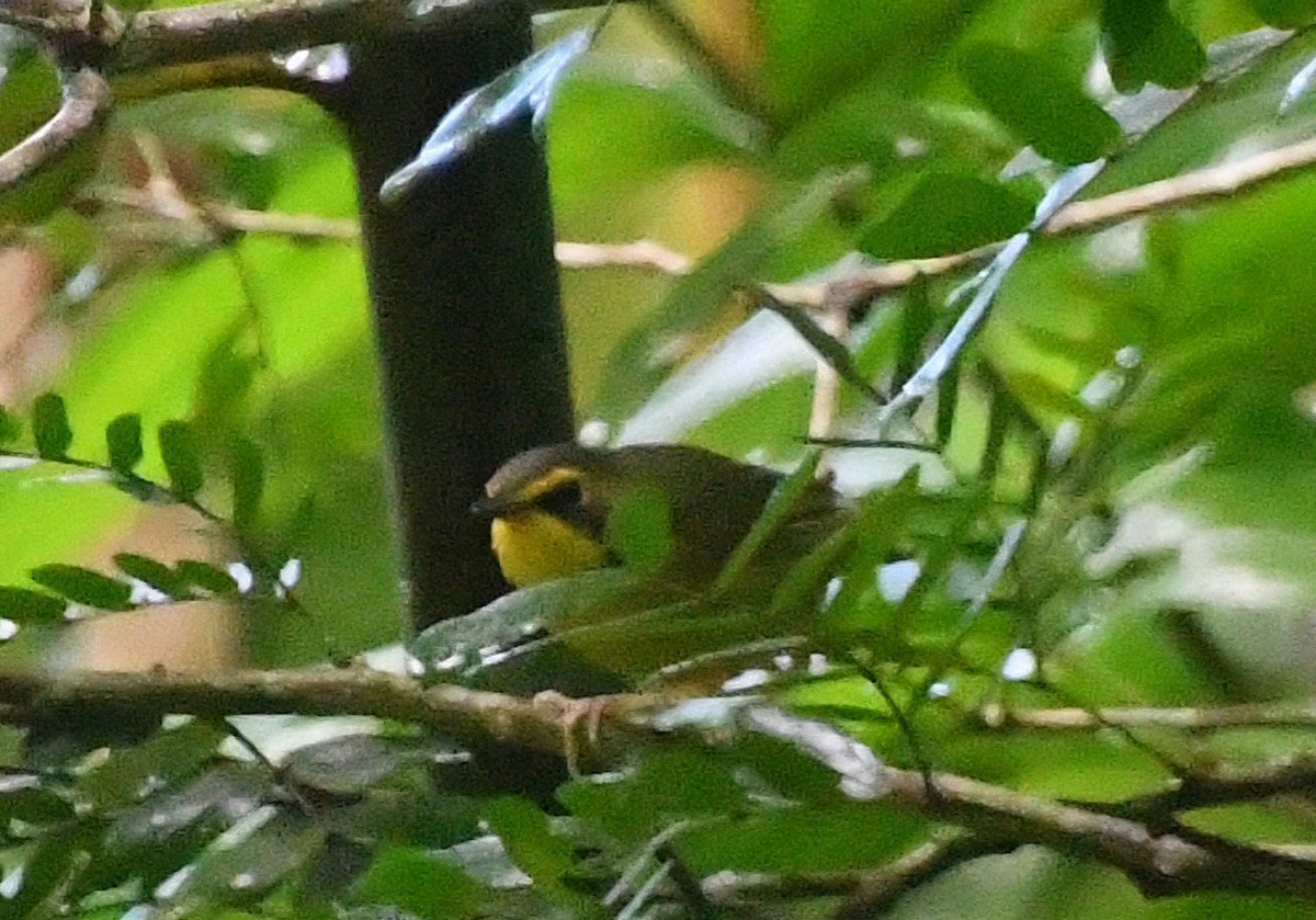 Цитринка жовтогорла - ML646444231