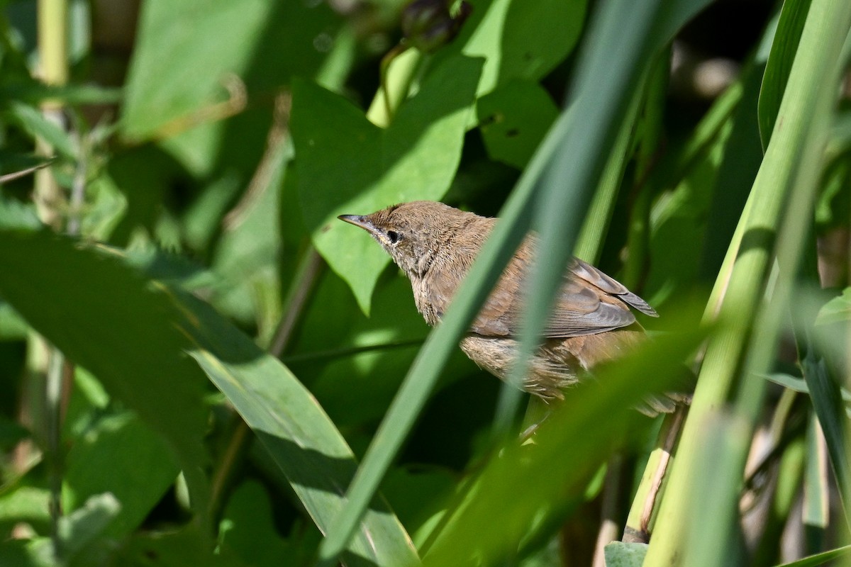 Common Reed Warbler - ML646444232
