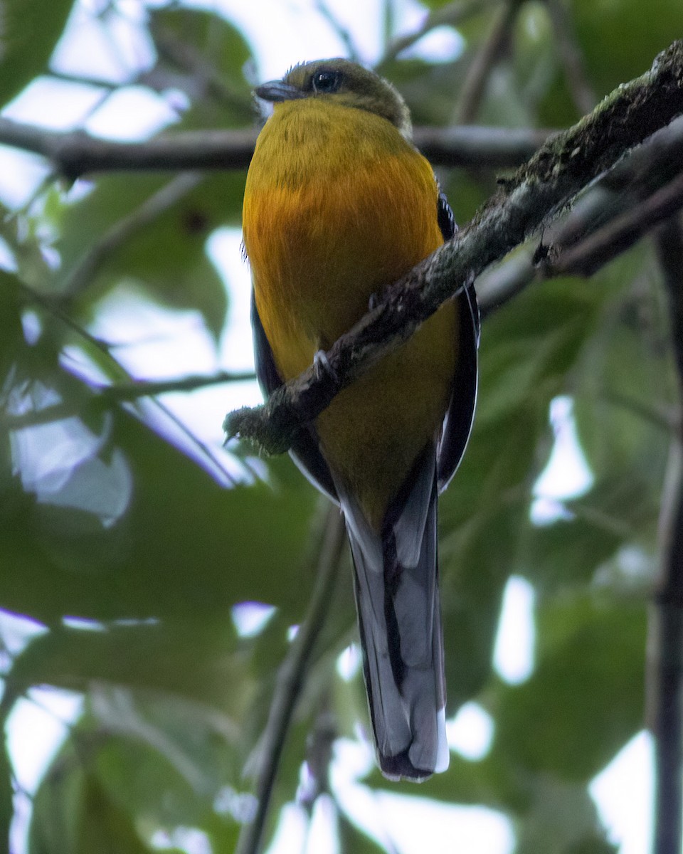 Orange-breasted Trogon - ML646444235