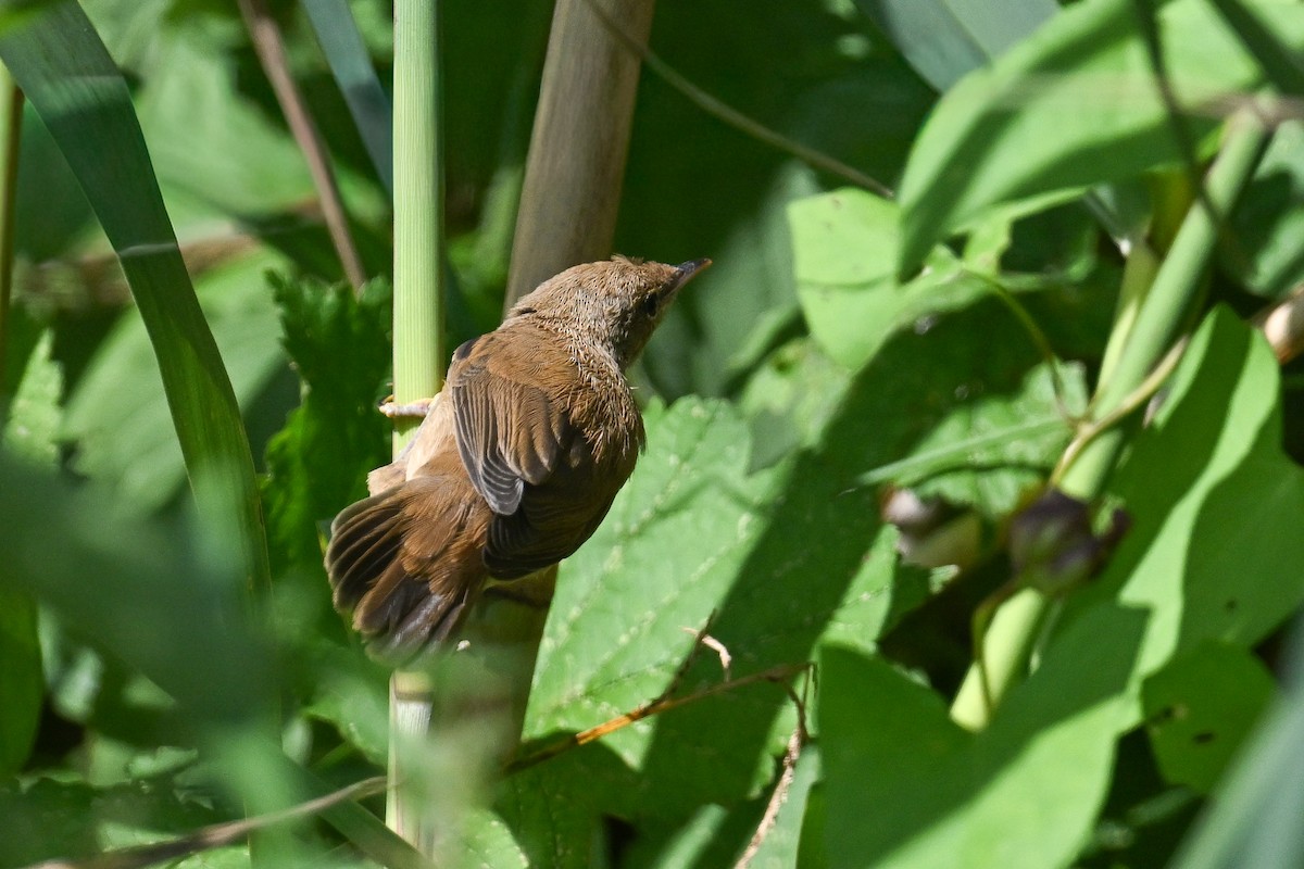 Common Reed Warbler - ML646444236