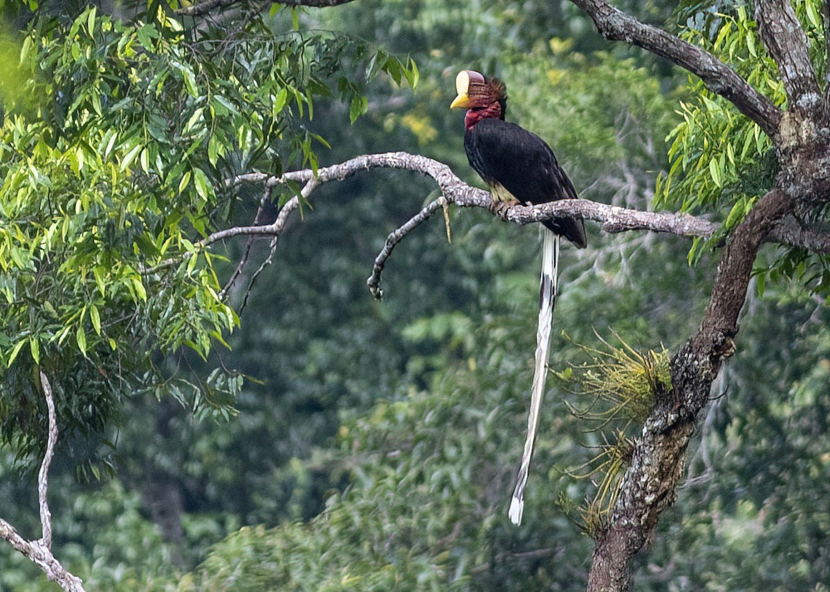 Helmeted Hornbill - ML646444237