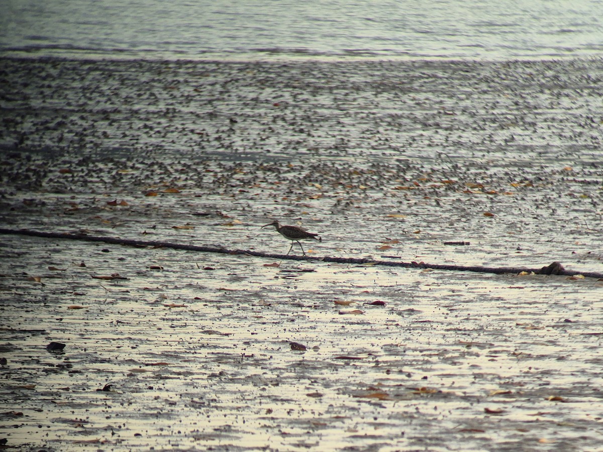 Eurasian Curlew - ML646444238