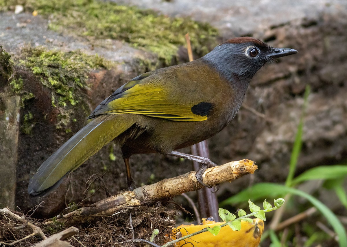 Malayan Laughingthrush - ML646444239