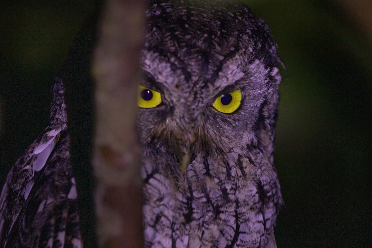 Tropical Screech-Owl - ML646444240