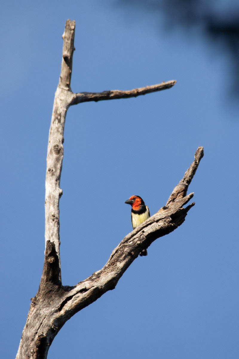 Black-collared Barbet - ML646444241