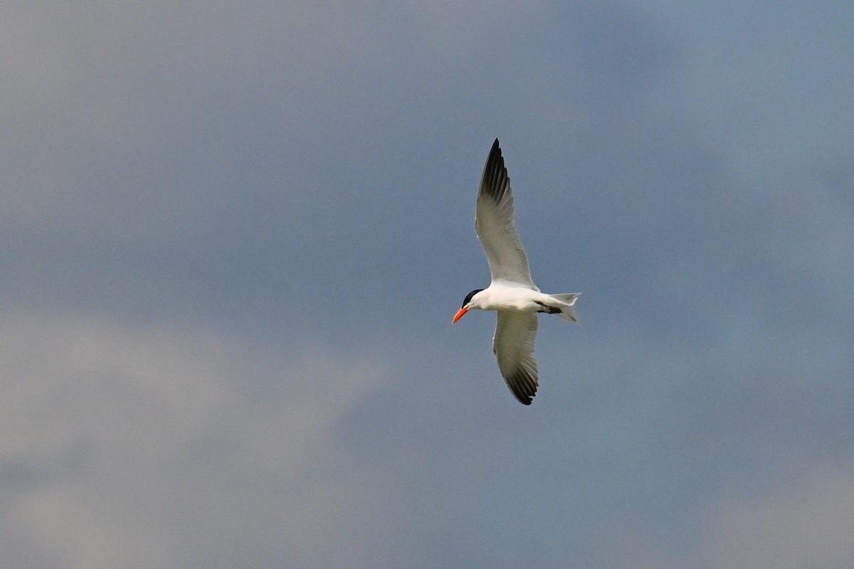 Caspian Tern - ML646444242