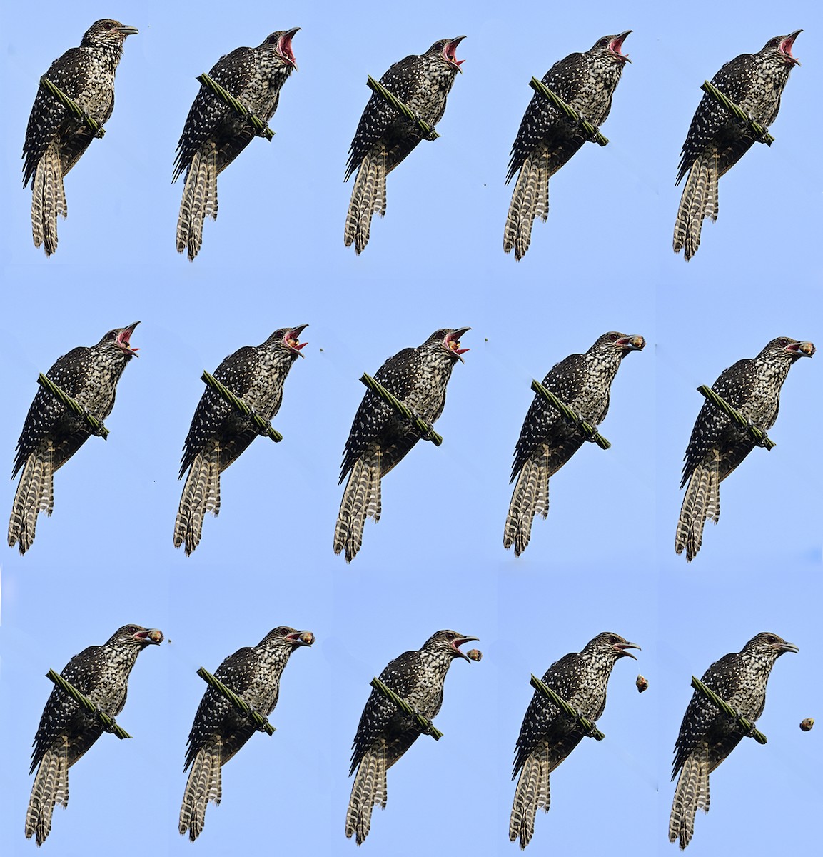 Asian Koel - ML646444243