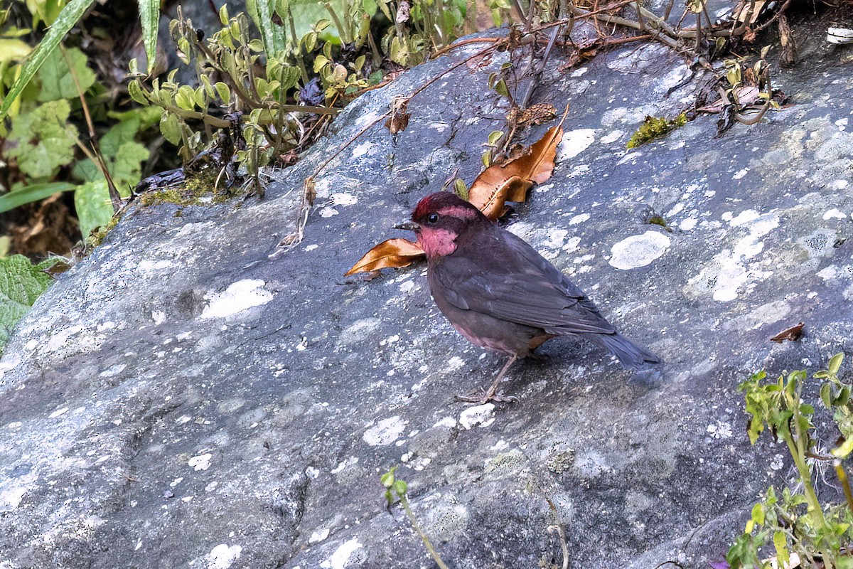 Dark-breasted Rosefinch - ML646444244