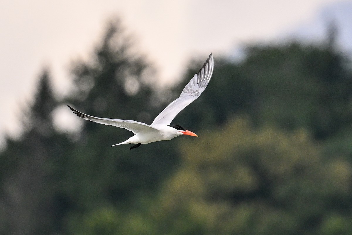 Caspian Tern - ML646444247