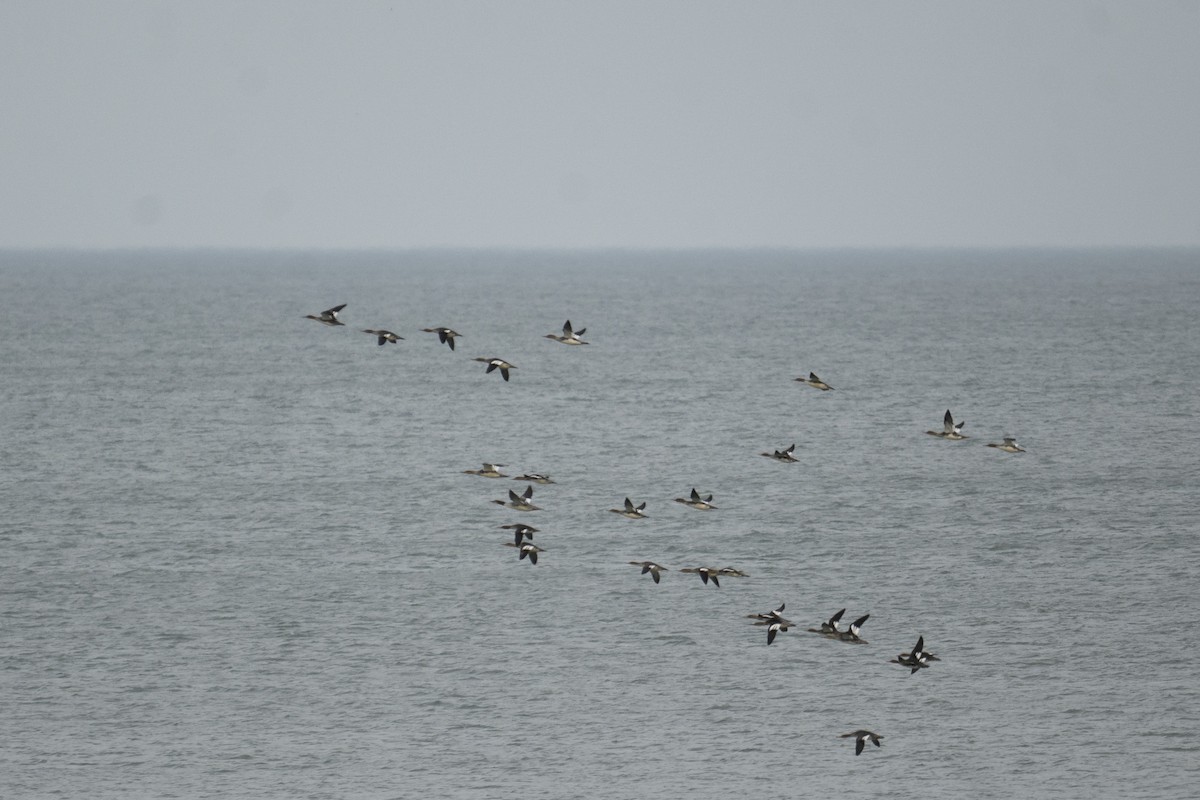 Red-breasted Merganser - ML646444248