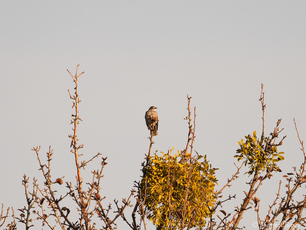Mistle Thrush - ML646444249