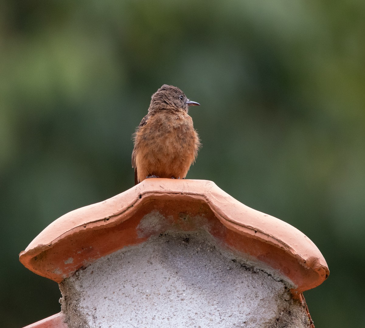 Cliff Flycatcher - ML646444250