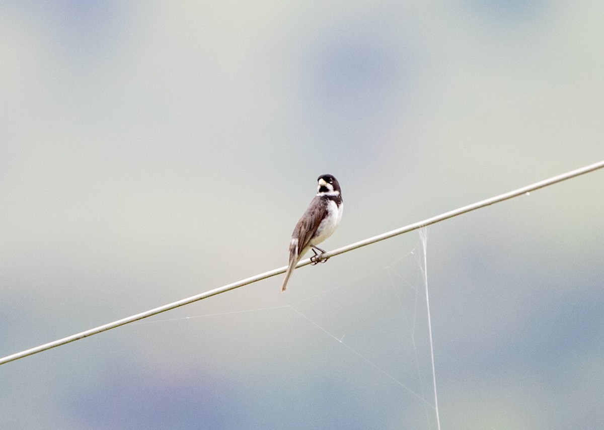 Double-collared Seedeater - ML646444252