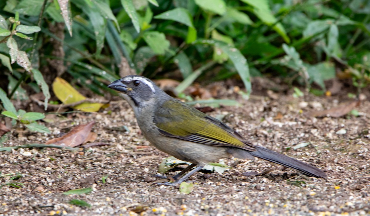Green-winged Saltator - ML646444253