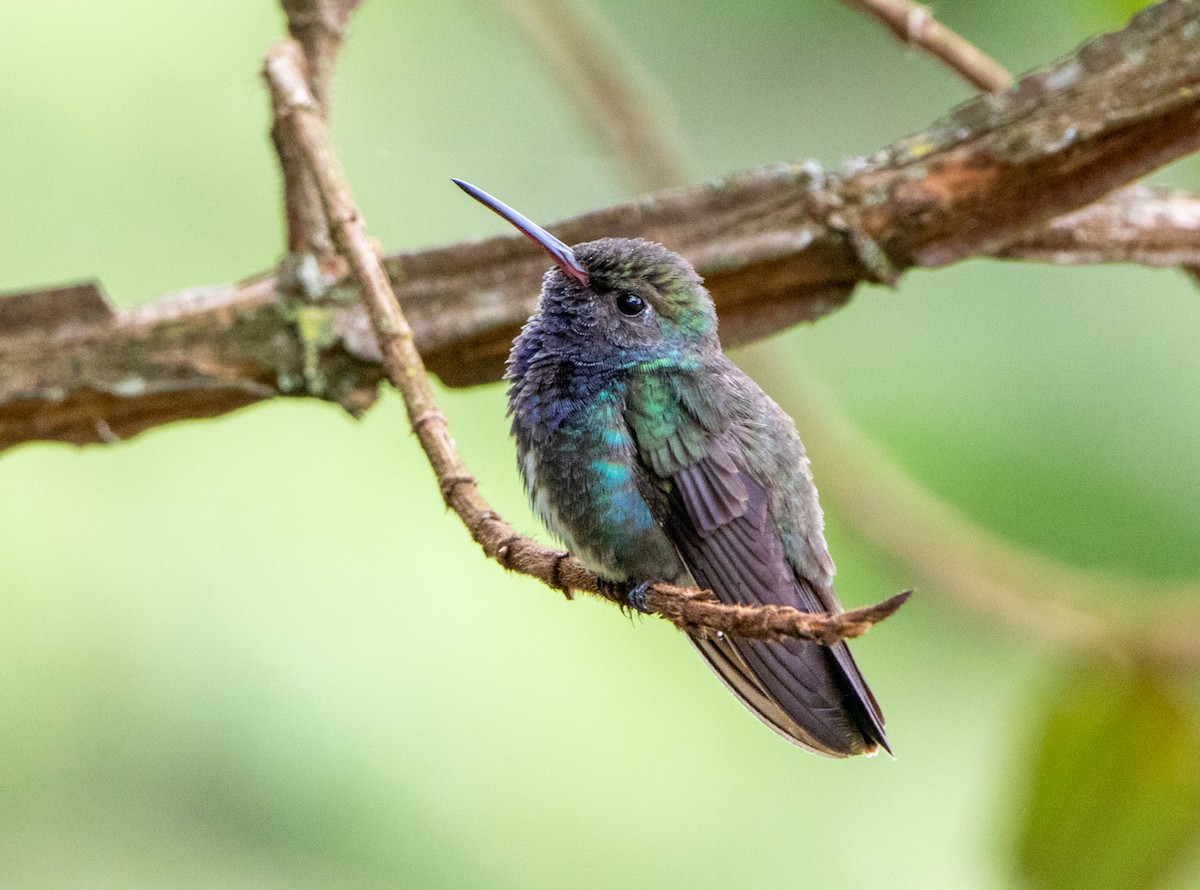 Sapphire-spangled Emerald - ML646444254