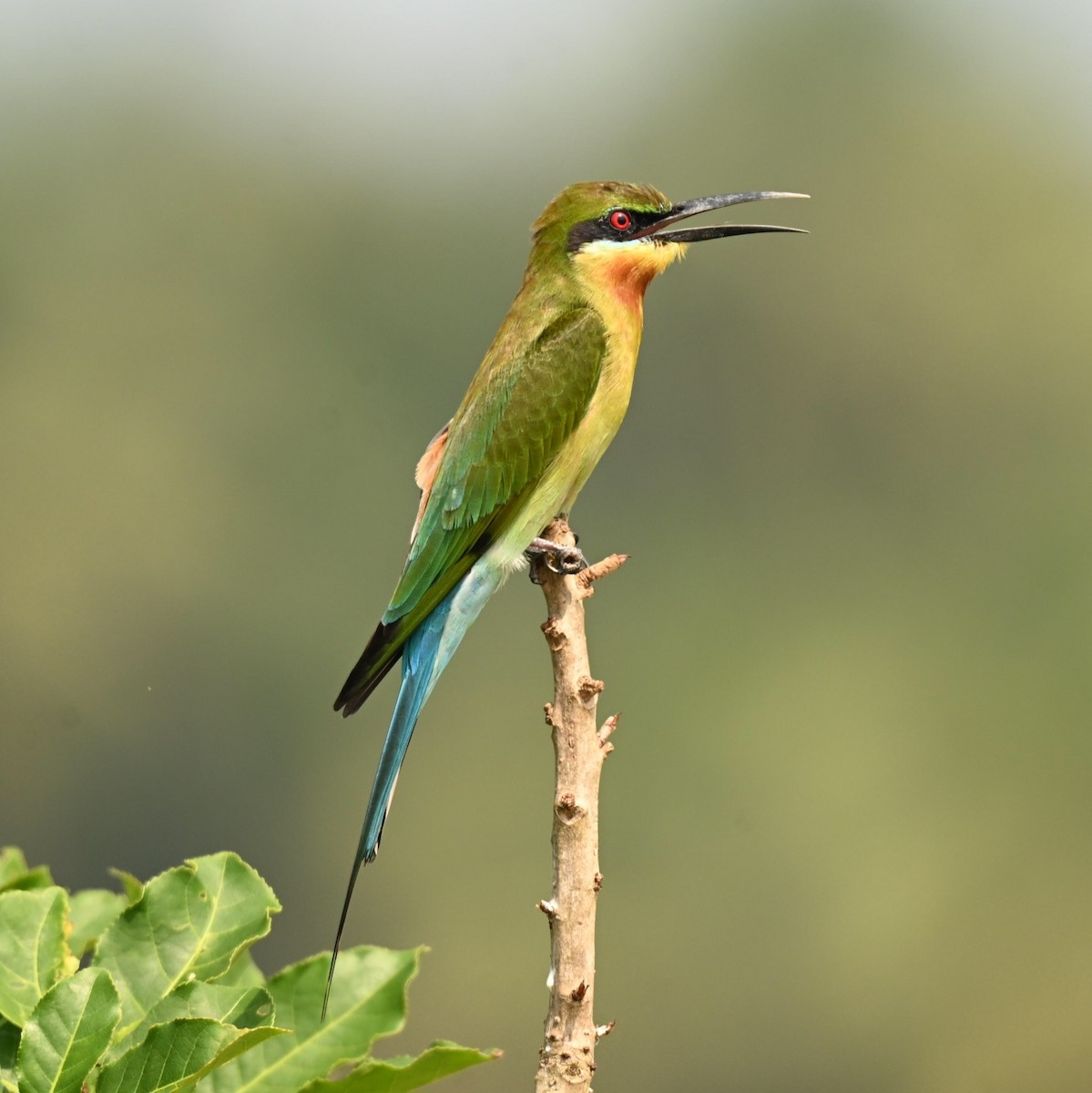 Blue-tailed Bee-eater - ML646444255