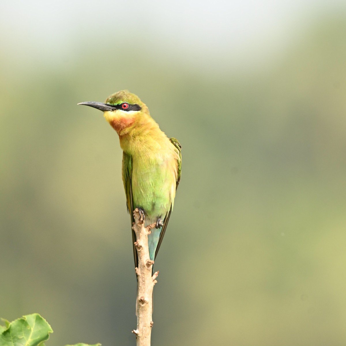 Blue-tailed Bee-eater - ML646444256
