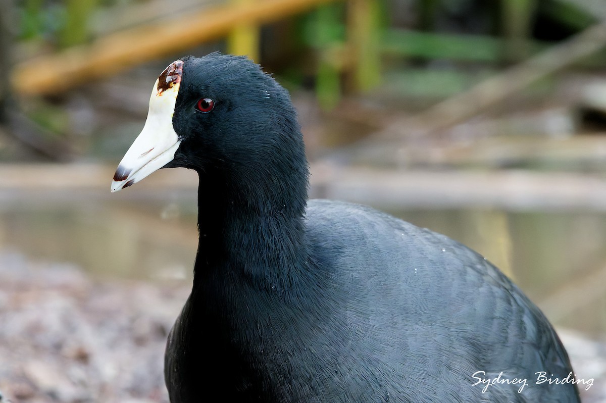 American Coot - ML646444259