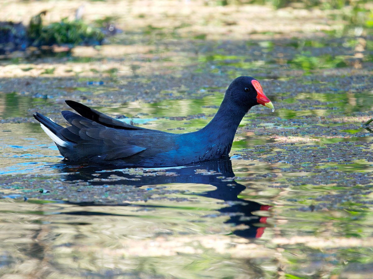 slípka tmavá - ML646444261