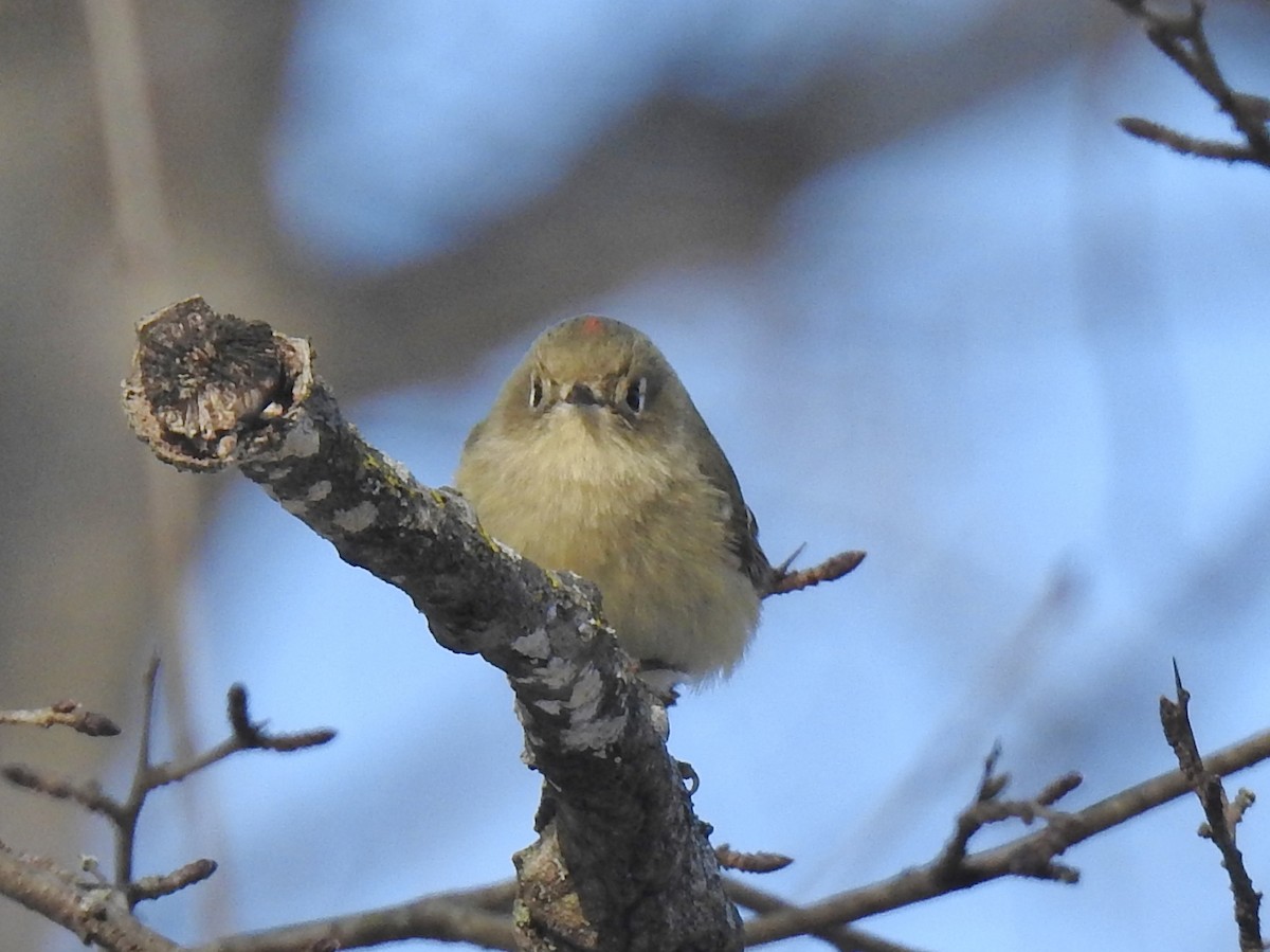 Ruby-crowned Kinglet - ML646444262