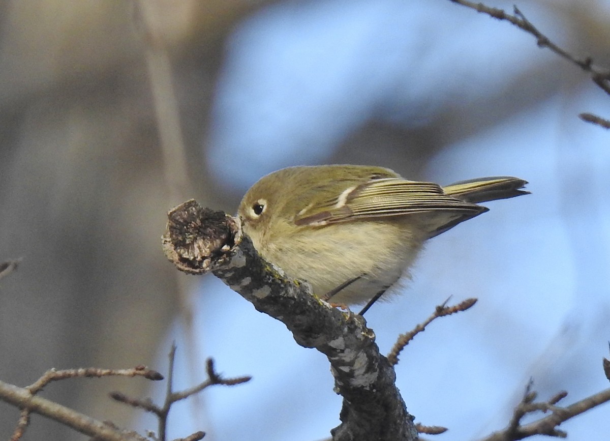 Ruby-crowned Kinglet - ML646444263
