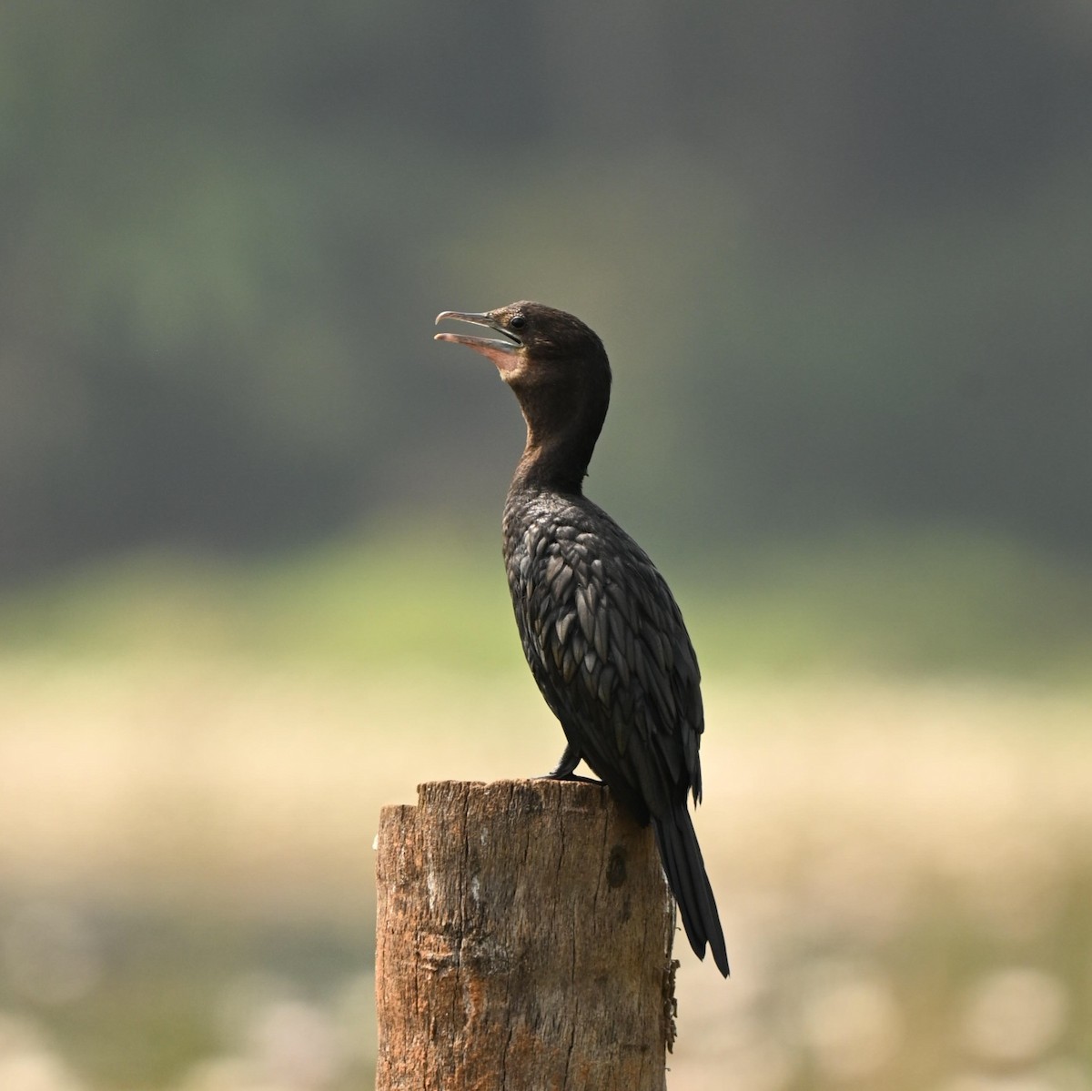 Cormoran de Vieillot - ML646444264