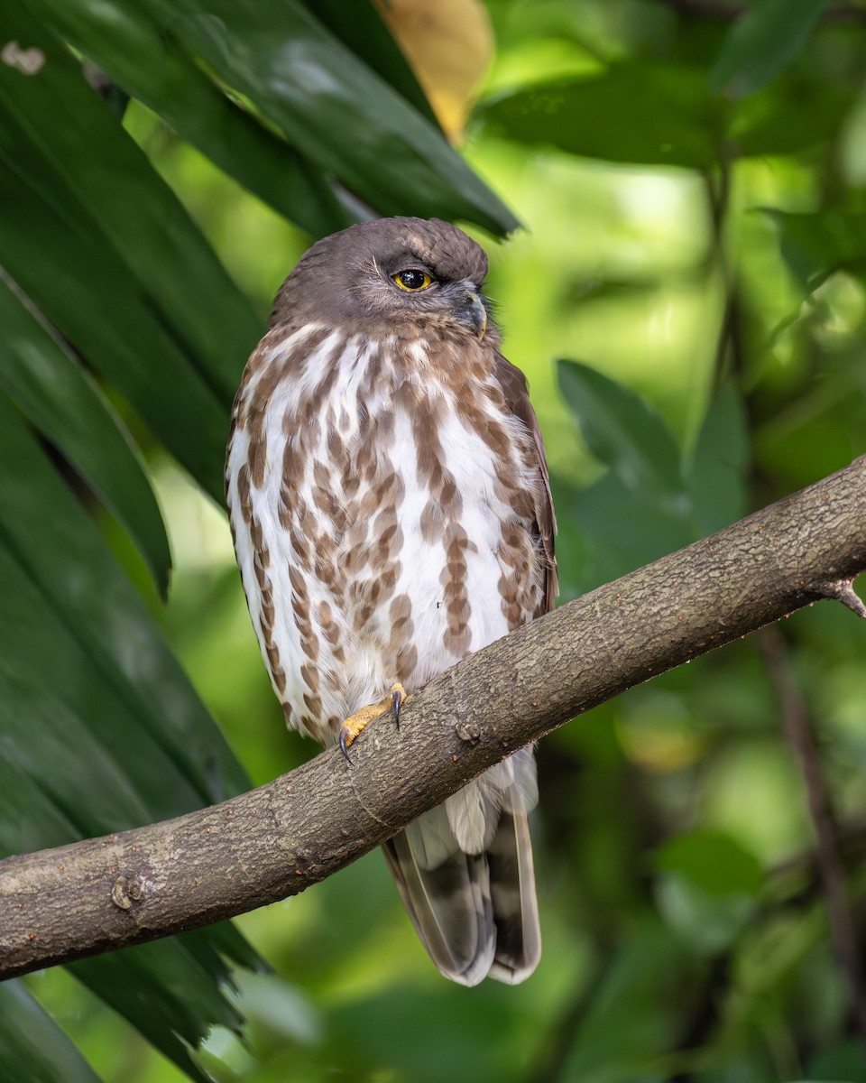 Northern Boobook - ML646444265