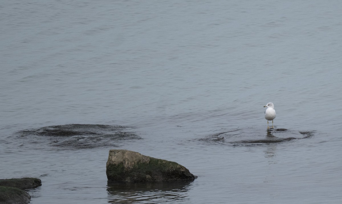 クロワカモメ - ML646444269