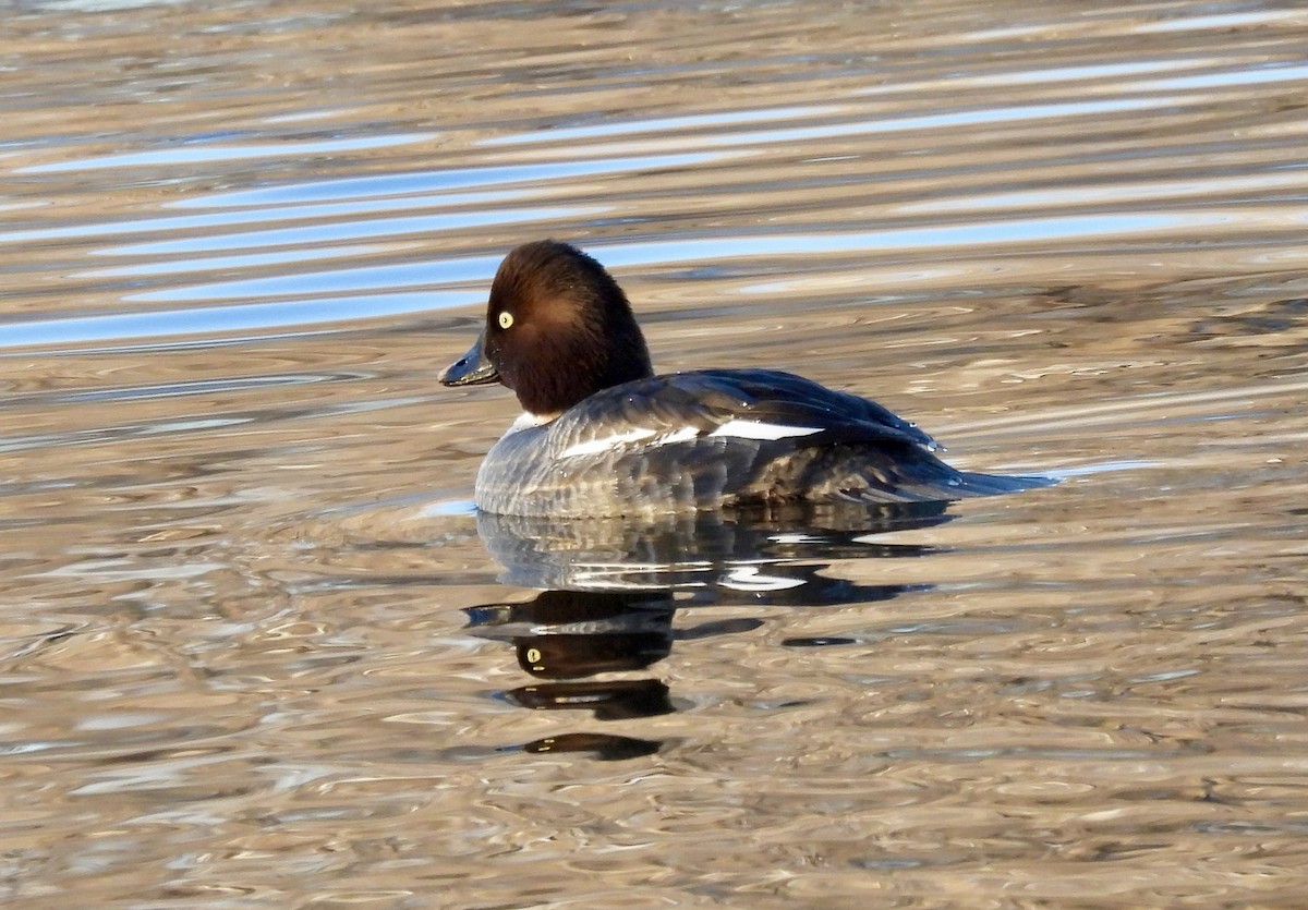 Common Goldeneye - ML646444271