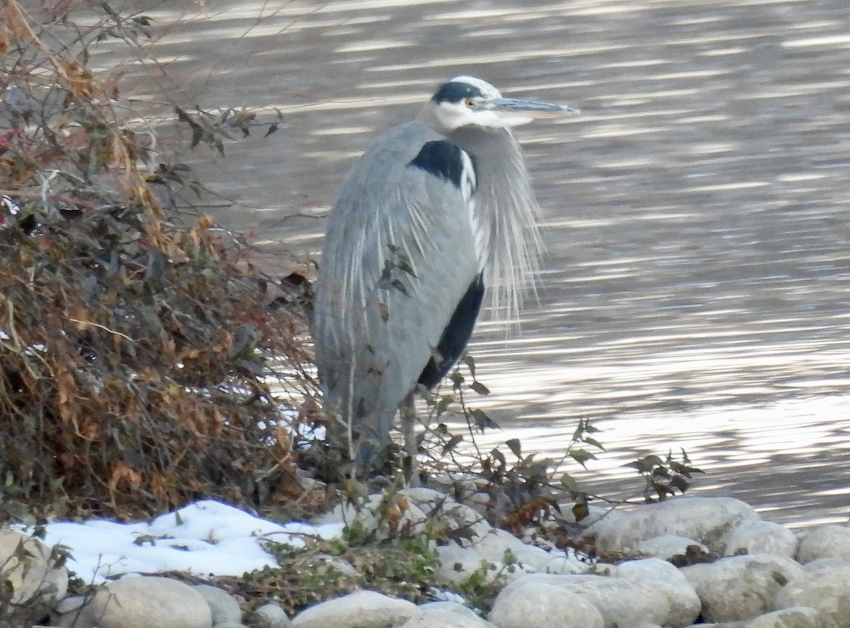 Great Blue Heron - ML646444273