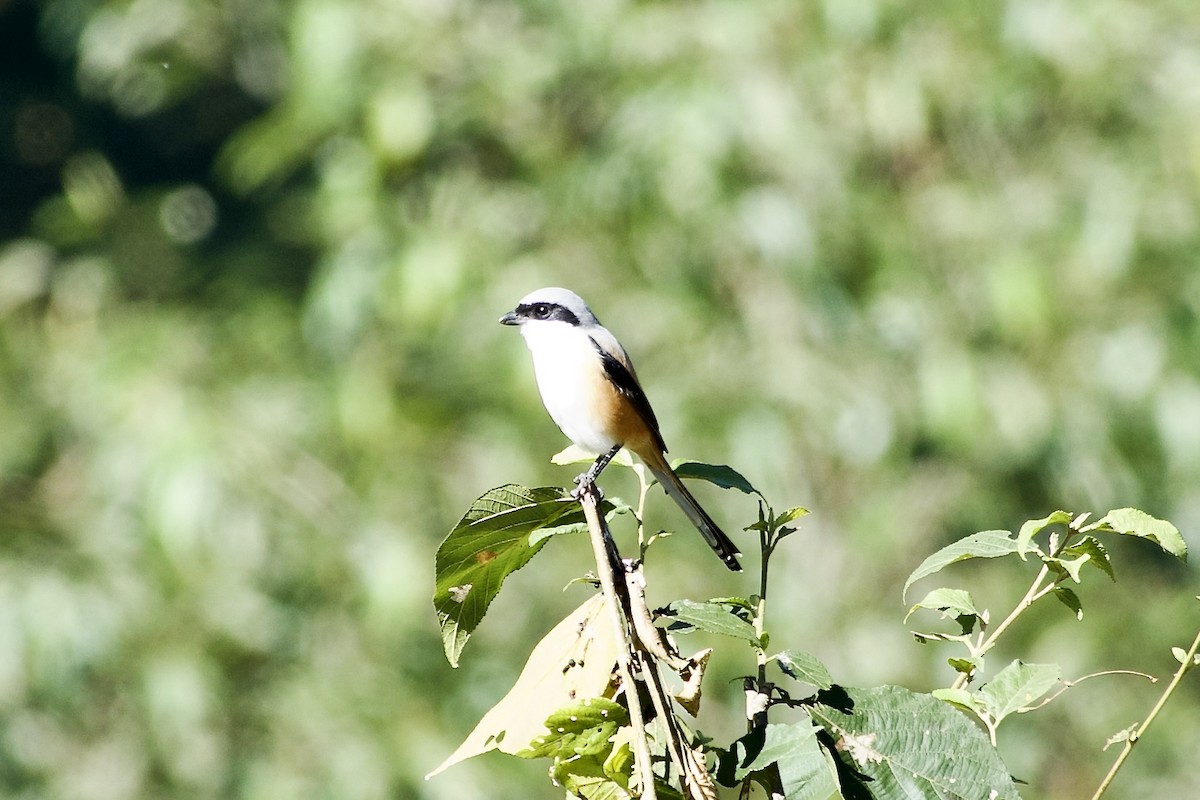 タカサゴモズ - ML646444277