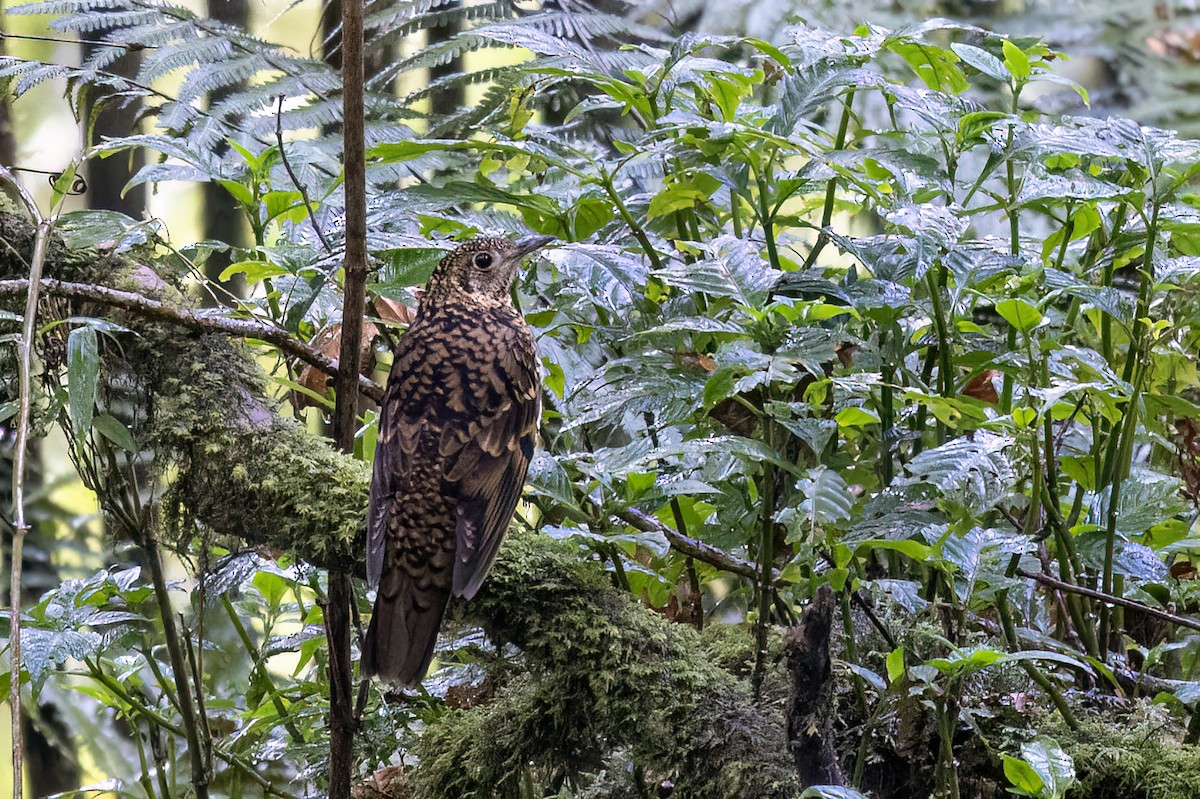 虎斑地鶇 - ML646444281