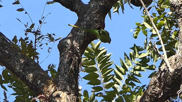 alexandr indický - ML646444282