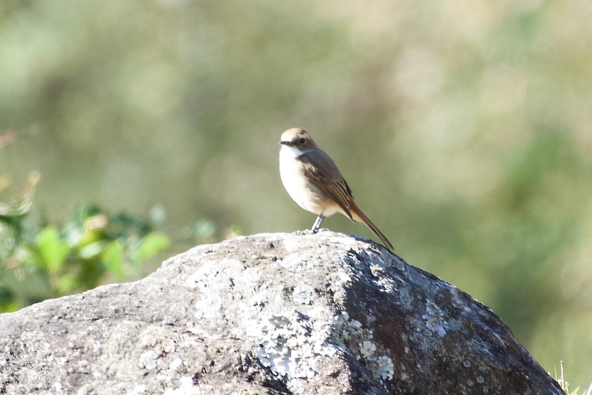 シベリアノビタキ - ML646444283