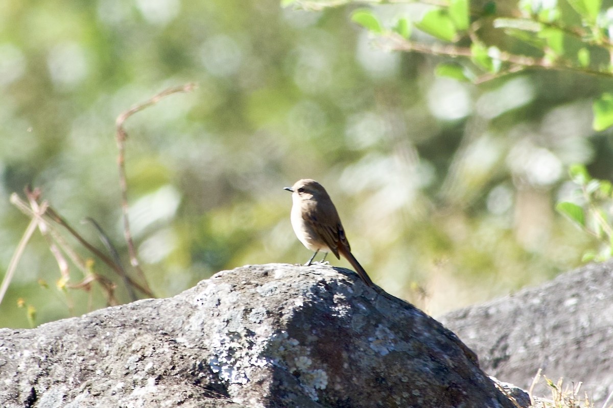 シベリアノビタキ - ML646444284