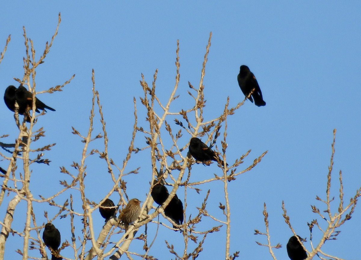 Red-winged Blackbird - ML646444315