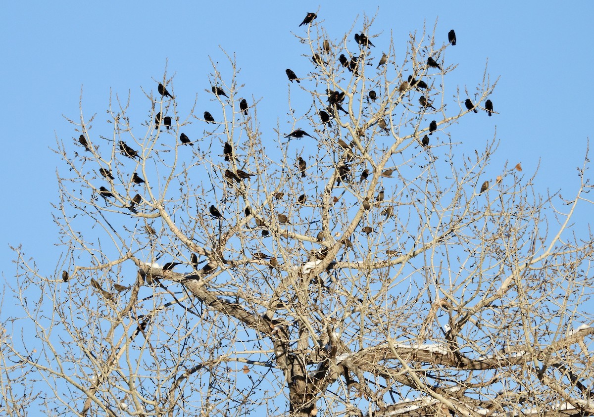 Red-winged Blackbird - ML646444316