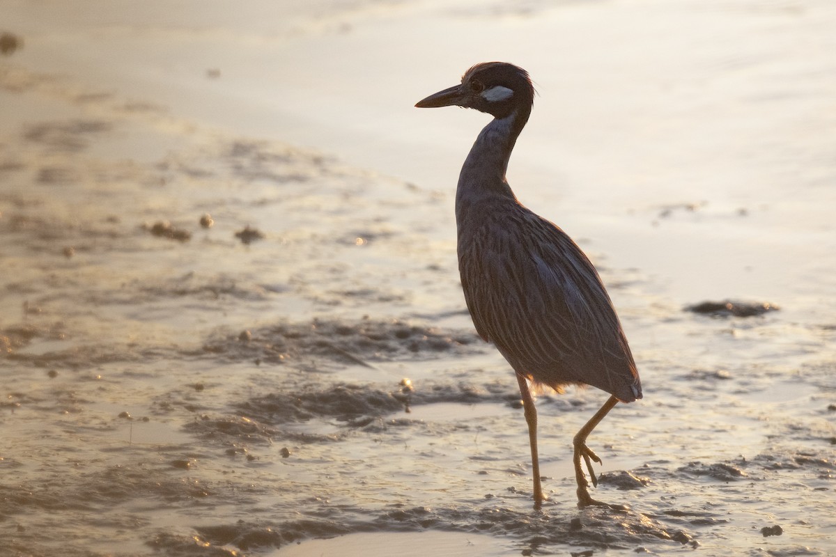 kvakoš žlutočelý - ML646444317