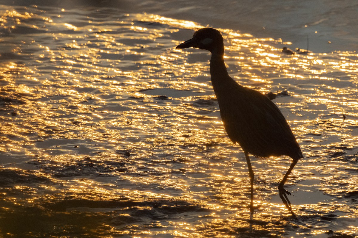 kvakoš žlutočelý - ML646444318