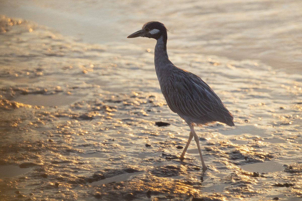 kvakoš žlutočelý - ML646444319