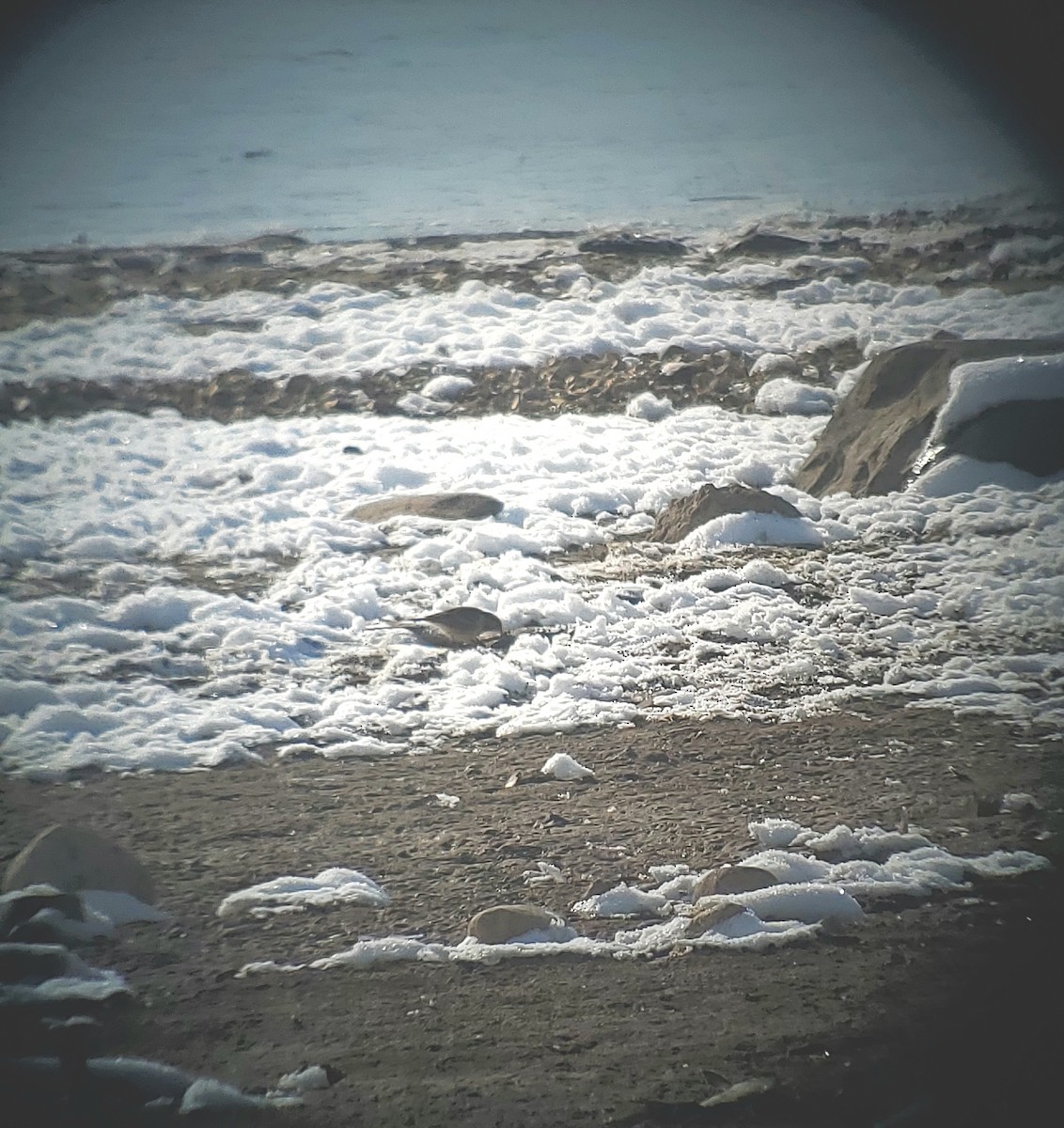 American Pipit - ML646444320